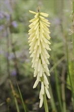 Torch lily 'Little Maid' (Kniphofia hybride), inflorescence, ornamental plant, North