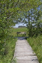 Circular hiking trail, trees, grass, wooden footbridge, bench, Darßer Ort, Born a. Darß,