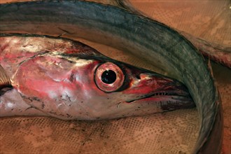 Silver scabbardfish at the historic Catania fish market, Catania, Sicily, Italy, Europe