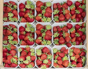 Fresh strawberries (Fragaria) sorted in cardboard trays, Bavaria, Germany, Europe