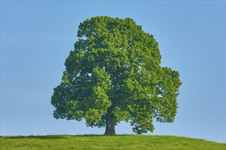 A single large lime tree (Tilia), standing in a meadow, under a clear blue sky, summer, Allgäu,