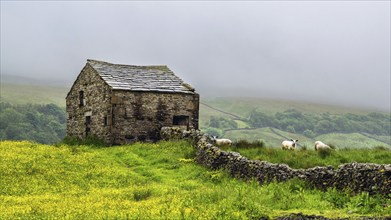 Farms in Yorkshire Dales National Park, North Yorkshire, England, United Kingdom, Europe