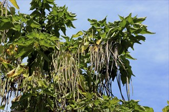 Southern Catalpa, Catalpa bignonioides, inflorescence