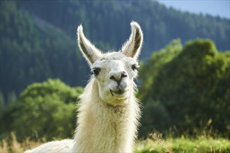 Llama (Lama glama), portrait, Tirol, Kitzbühel, Wildpark Aurach, Austria, Europe