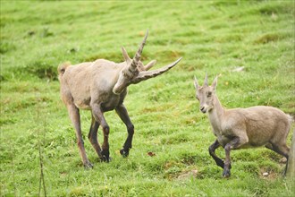 Alpine ibex (Capra ibex) male chasing a female, playing, wildlife Park Aurach near Kitzbuehl,