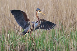 Purple heron (Ardea purpurea) at the nest, Baden-Württemberg, Germany, Europe