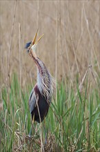 Purple heron (Ardea purpurea) at the nest, Baden-Württemberg, Germany, Europe