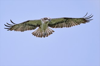 Western osprey (Pandion haliaetus) in flight, Lower Saxony, Germany, Europe