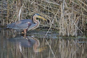 Purple heron (Ardea purpurea) at the water's edge, Baden-Württemberg, Germany, Europe