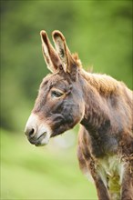 Donkey (Equus africanus asinus), portrait, tirol, Kitzbühel, Wildpark Aurach, Austria, Europe