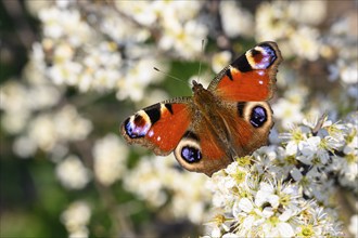 European peacock (Aglais io) in spring on a flowering hedge, butterfly, Hüde, Lower Saxony,