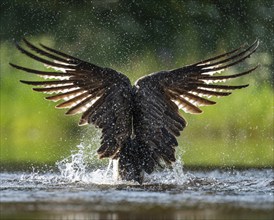 Western osprey (Pandion haliaetus) hunting, Aviemore, Scotland, Great Britain