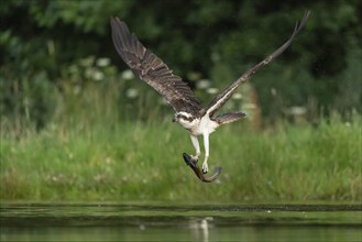 Western osprey (Pandion haliaetus) hunting, Aviemore, Scotland, Great Britain