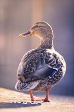 Profile of a duck in front of a luminous water reflection, Nagold, Black Forest, Germany, Europe