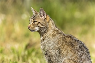 A wildcat in profile sitting in the grass and observing its surroundings, Wildcat (Felis