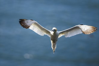 Northern Gannet, Morus bassanus, bird in flight over sea, Bempton Cliffs, North Yorkshire, England,