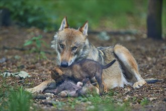 Gray wolf (Canis lupus), old animal lying on the ground, grooming and playing with pups, summer,