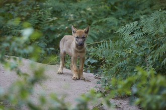 Young gray wolf (Canis lupus), in the forest, surrounded by green leaves and trees, Germany, Europe