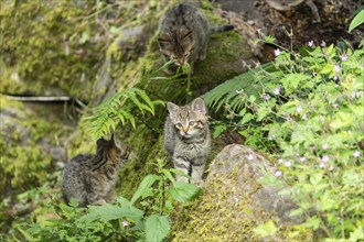 Three kittens playing together between stones and ferns in the green forest, wild cat (Felis