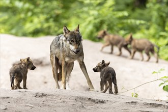 An adult wolf stands protectively between several pups in a green wooded area, European grey gray