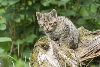 A sitting kitten on a tree trunk, surrounded by green foliage in the forest, wildcat (Felis