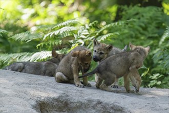 A group of wolf pups playing and interacting in the forest on a trail, European grey gray wolf