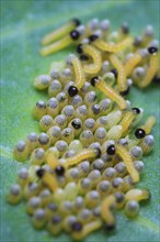 Caterpillars of the cabbage white butterfly, July, Germany, Europe