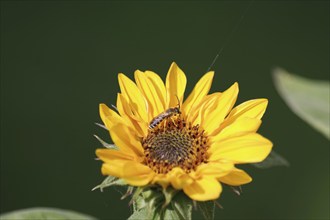 Yellow-banded furrow bee (Halictus scabiosae), male, sunflower, yellow, The furrow bee sucks nectar