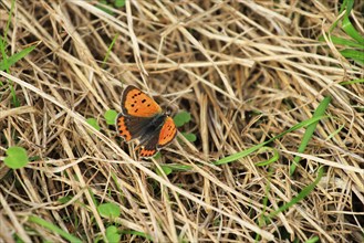 Small copper, September, Mecklenburg-Western Pomerania, Germany, Europe