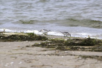 Sanderling Limikole, Usedom, September, Mecklenburg-Western Pomerania, Germany, Europe