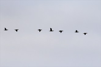 Cormorants, September, Mecklenburg-Western Pomerania, Germany, Europe