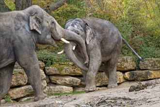 Asian elephant (Elephas maximus), male, bull elephant, in a playful fight, captive, distribution