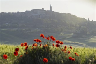 Landscape at sunrise around Pienza, Val d'Orcia, Orcia Valley, UNESCO World Heritage Site, Province