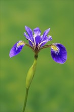 American marsh iris (Iris versicolor), flower, in bloom, at a pond, Ellerstadt, Germany, Europe