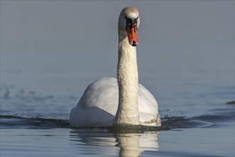 Mute swan (Cygnus olor) swimming on the water of a lake, Bas-Rhin, Alsace, Grand Est, France,