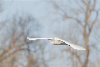 Great egret (Ardea alba) in flight in the sky, Bas-Rhin, Alsace, Grand Est, France, Europe