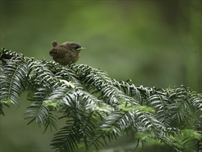 Young wren (Troglodytes troglodytes) sitting on a branch, Grunewald, Berlin, Germany, Europe