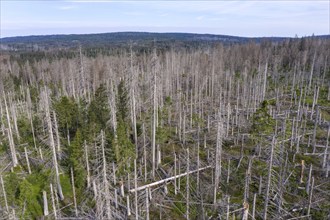 Aerial photo of dead spruces, due to infestation by bark beetles, Oderbrück, 19/07/2020