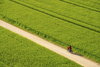 Cereal fields in spring, still green and fresh in growth, field path, cyclist, North