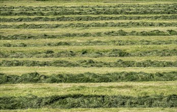 Hay harvest, in a meadow near Duisburg-Baerl, a tractor with a roundabout tedder, a hay tedder, has