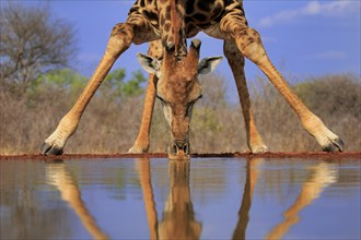 Southern giraffe (Giraffa camelopardalis giraffa), adult, portrait, drinking, at the water, Kruger