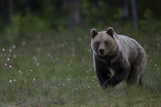 European brown bear, Karelia, Finland, Europe