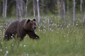 European brown bear, Karelia, Finland, Europe