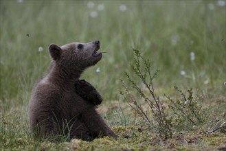 European brown bear, Karelia, Finland, Europe