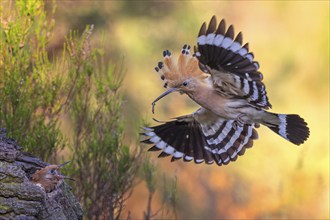 Hoopoe (Upupa epops) Bird of the Year 2022, approach with beetle larva as prey for the young bird