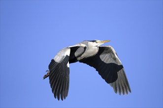 Grey heron flying in front of a blue winter sky, Münsterland North Rhine-Westphalia, December 2008