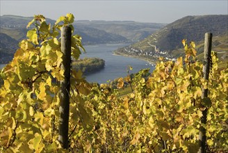 Europe, Germany, Rhineland-Palatinate, Middle Rhine, Lorch, autumn, autumn landscape, Rhine Valley,