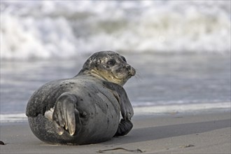 Harbor seal (Phoca vitulina), Helgoland, Helgoland Island, Schleswig-Holstein, Federal Republic of