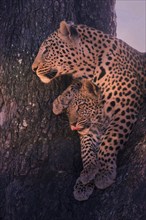 Leopard, with young, 6 months, old, Panthera pardus, Botswana, Botswana, Botswana, Africa