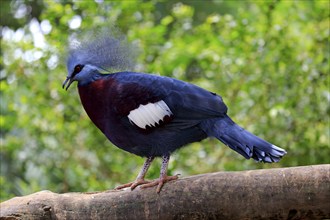 Chestnut-breasted Crowned Pigeon (Goura scheepmakeri), adult on tree, captive, Singapore, Asia